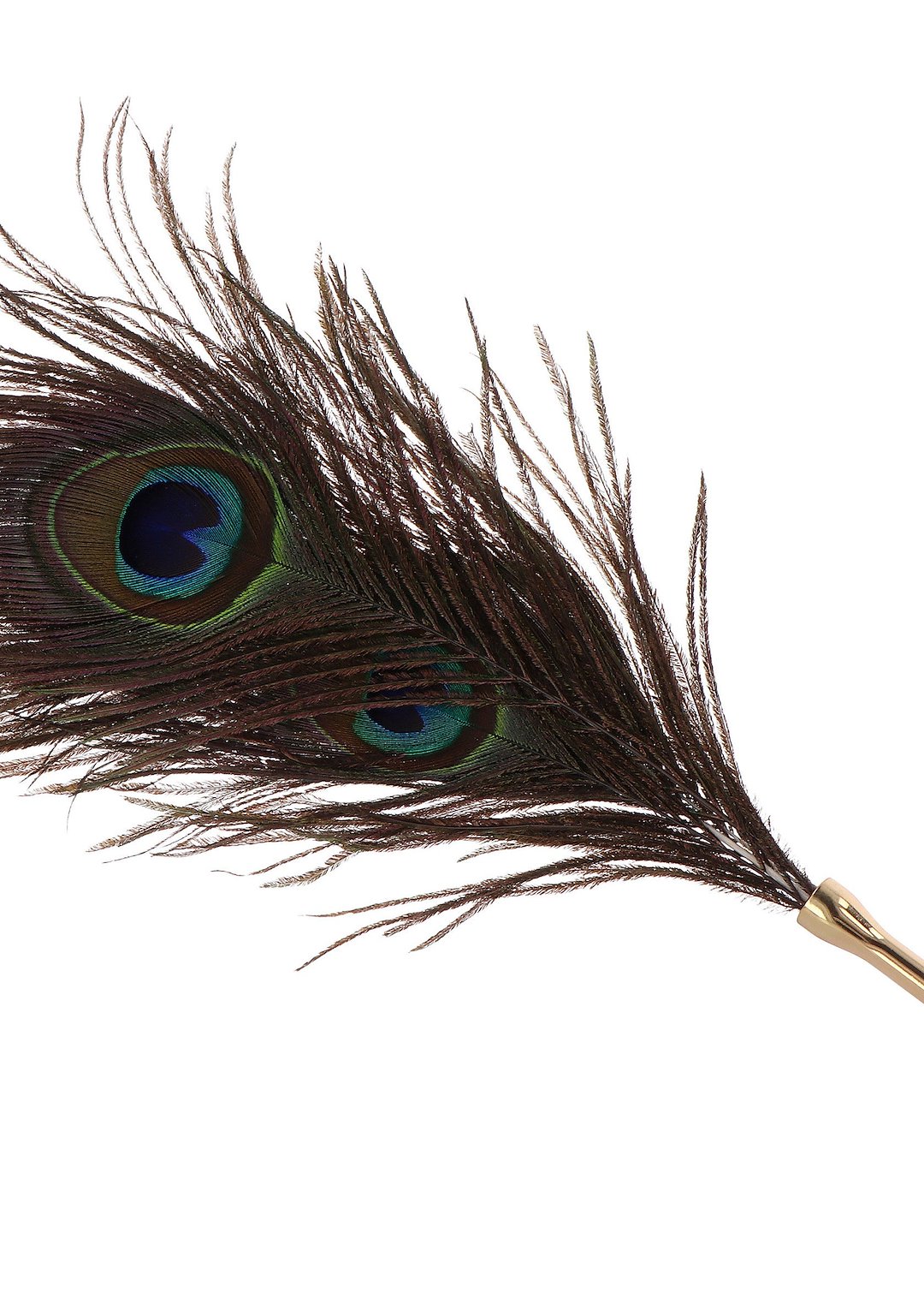 Peacock Tickler — zdjęcie 4